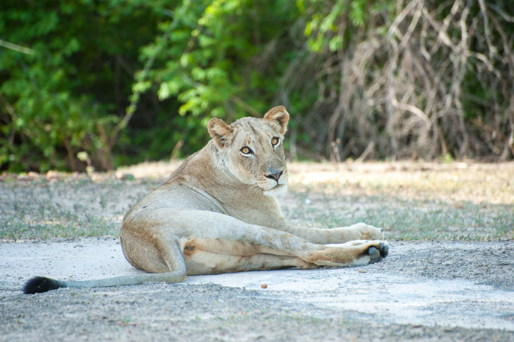 Jedno z najbardziej niesamowitych miejsc w Afryce subsaharyjskiej – park narodowy Mana Pools. Tym różni się od pozostałych, że pozwala na poruszanie się pieszo. Wokół lwy, słonie, hipopotamy, hieny, likaony i wszystko inne. Jeśli nie wiesz, co robisz, szybko coś Ci zrobi krzywdę.

Jedna z najwspanialszych przygód w moim życiu.