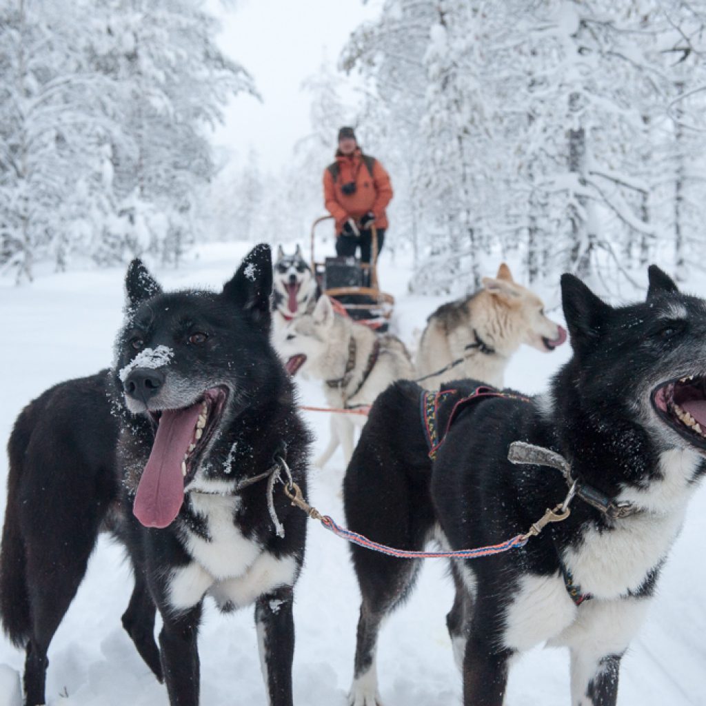 Kapitalny, zimowy wypad w okolice Kuhmo, z chłopakami z Wild Taiga . Wokół tylko las, pustka, wilki i śpiące niedźwiedzie. Odjazdowa przygoda dwie godziny lotu z Warszawy.